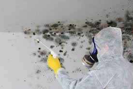 Why You Should Choose Our Mold Remediation Services in Evadale, TX